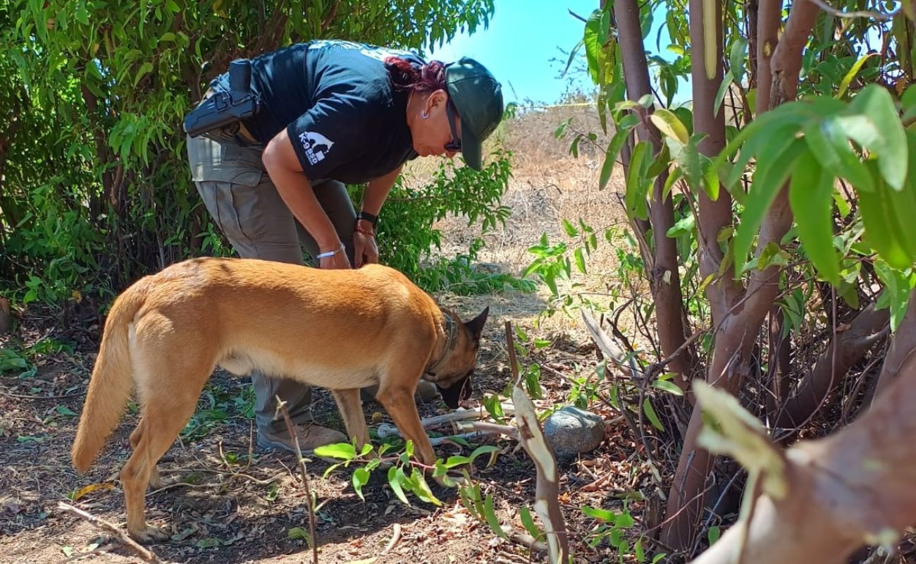 Localizan restos óseos en Operativo de Búsqueda en San Quintín