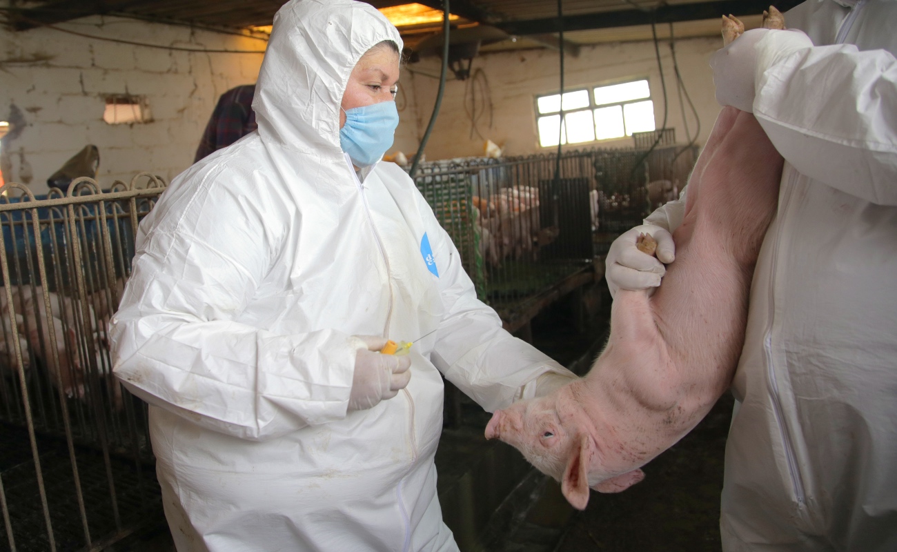 Refuerzan acciones de protección ante la Peste Porcina Africana en República Dominicana