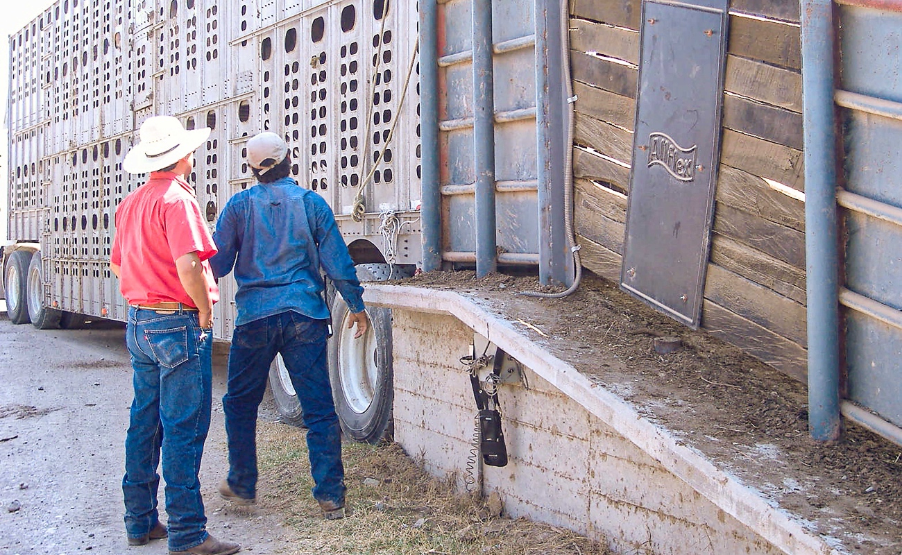 Buscan regular la movilización de ganado en Baja California