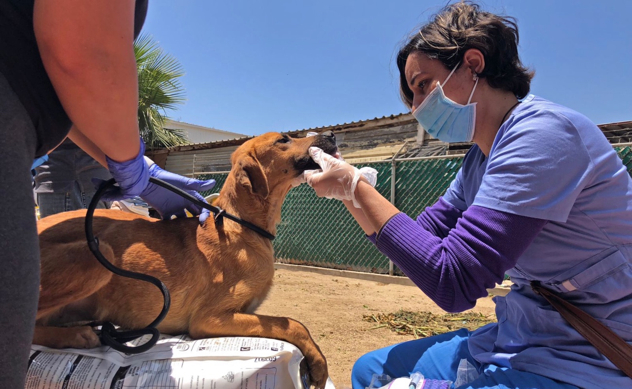 Valoran médicos voluntarios a 330 perros y 18 gatos rescatados de albergue
