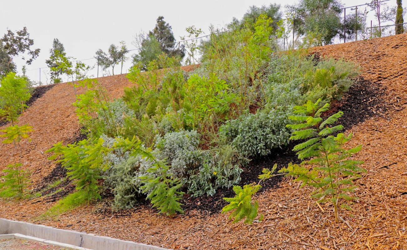 Plantea Nación Verde alternativas verdes para estabilizar taludes urbanos