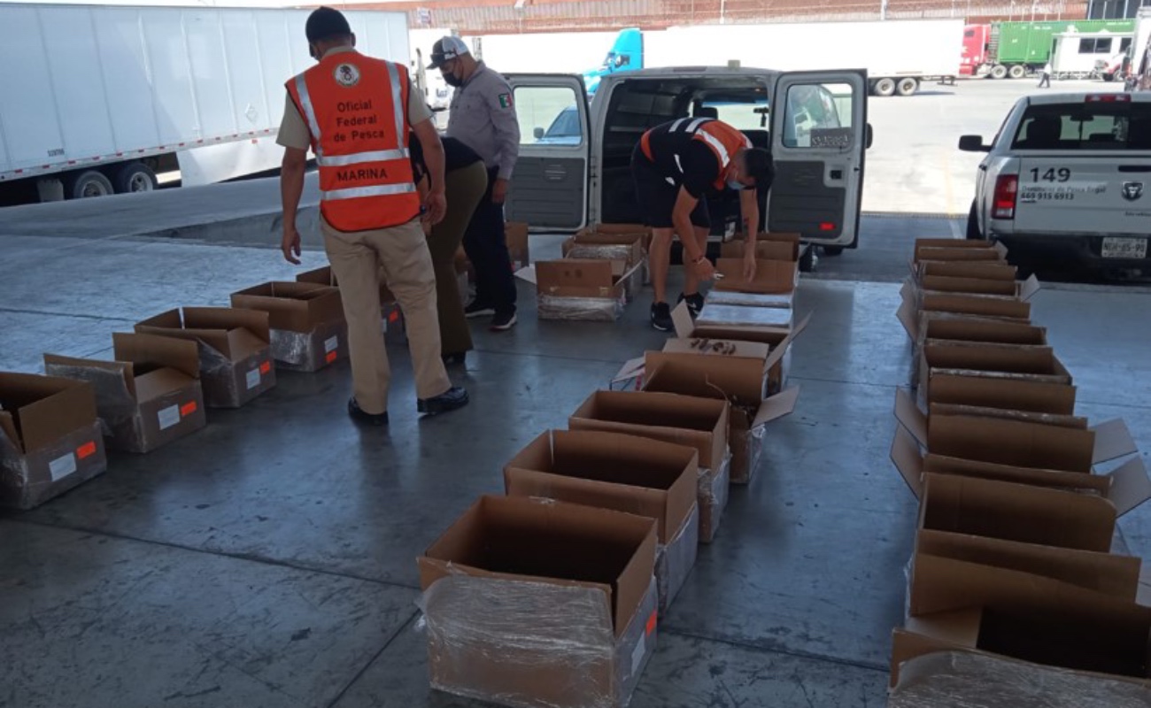 Retienen media tonelada de pepino de mar en Aeropuerto de Tijuana
