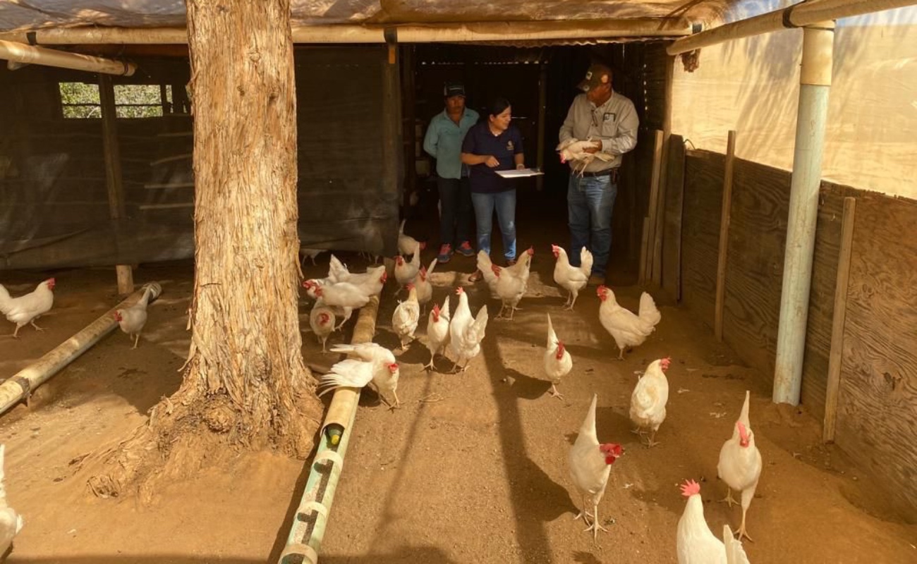 Impulsa SADERBC el buen manejo de aves ponedoras en San Quintín