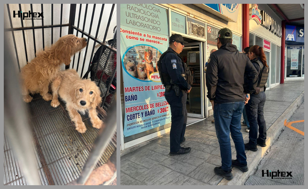 Clausura  Ayuntamiento de Tijuana establecimiento por venta ilegal de animales