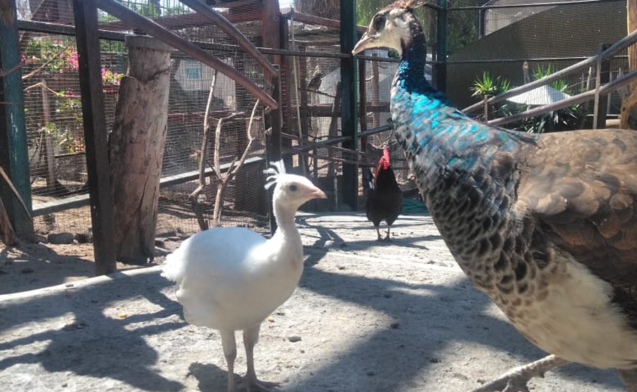 Nace cría de pavo real albino en el zoológico del Parque Morelos