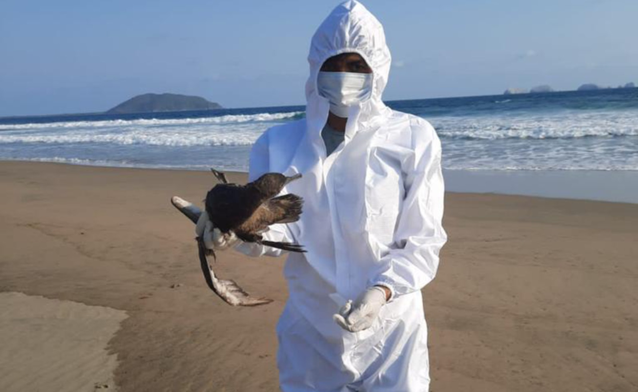Descartan influenza aviar como causa de muerte de aves en el Pacífico mexicano