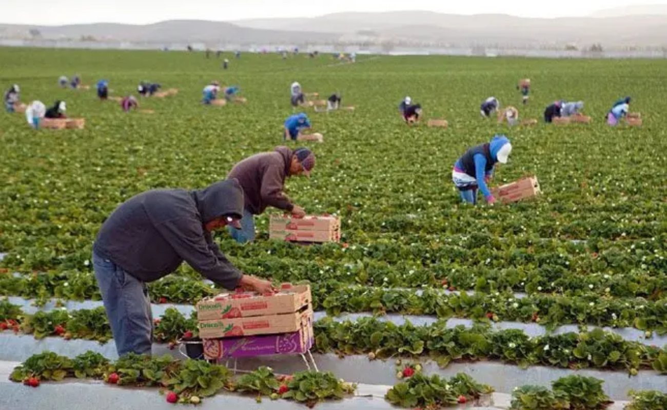 Enfrenta agro BC seis grandes retos: Consejo Agrícola de Baja California