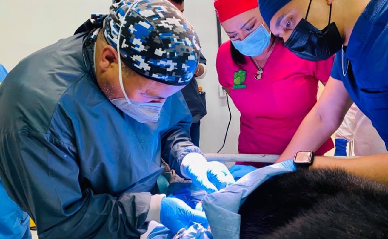 Realizan cirugías dentales a osos del zoológico del Parque Morelos