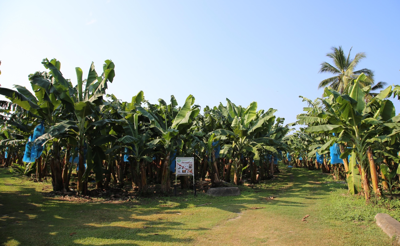 México, autosuficiente en producción de plátano: Agricultura