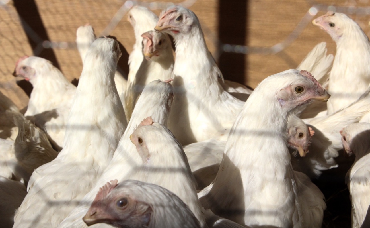 Refuerza BC medidas sanitarias en aves de postura para evitar la Gripe Aviar
