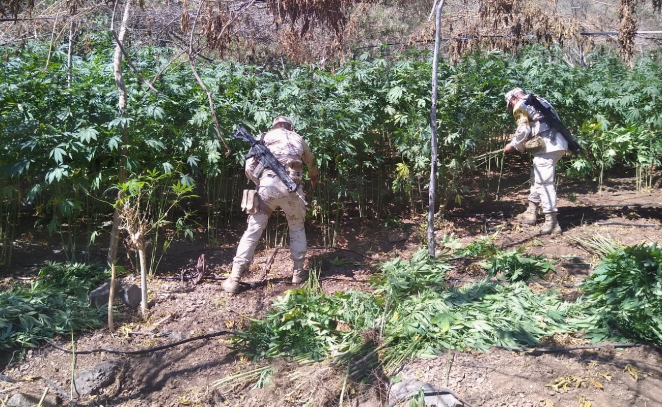 Erradican cuatro plantíos de marihuana en El Picacho del Diablo