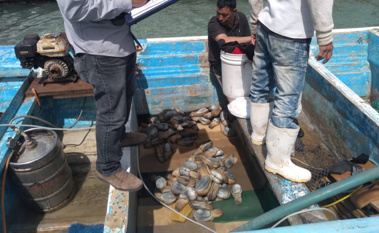 Retienen marinos embarcaciones con almeja chiluda y redes en refugio de vaquita marina