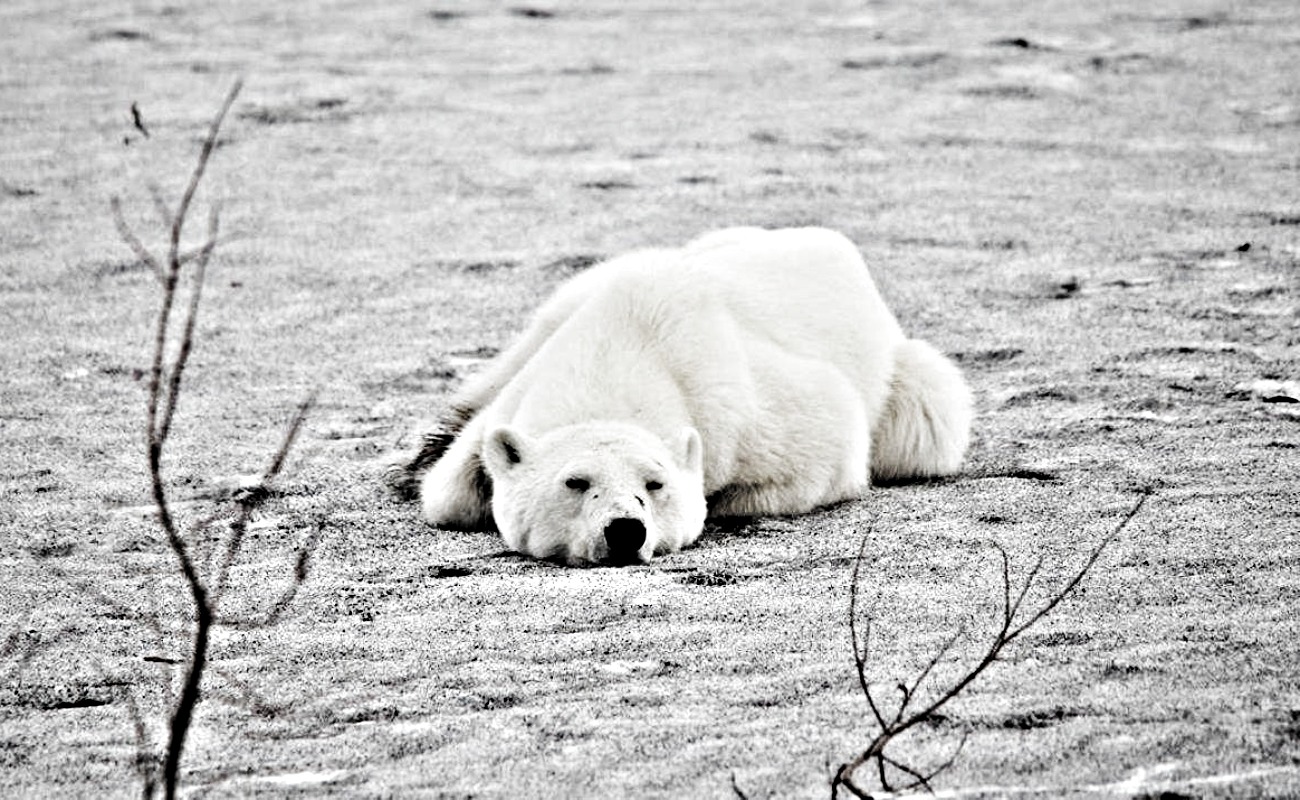 Registran en Alaska el primer caso mundial de un oso polar muerto por gripe aviar