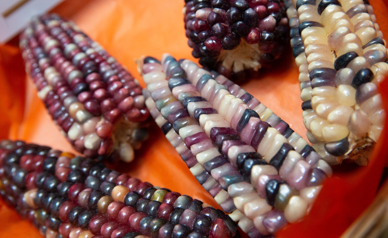 Incentivan cultivo de maíces nativos para garantizar calidad