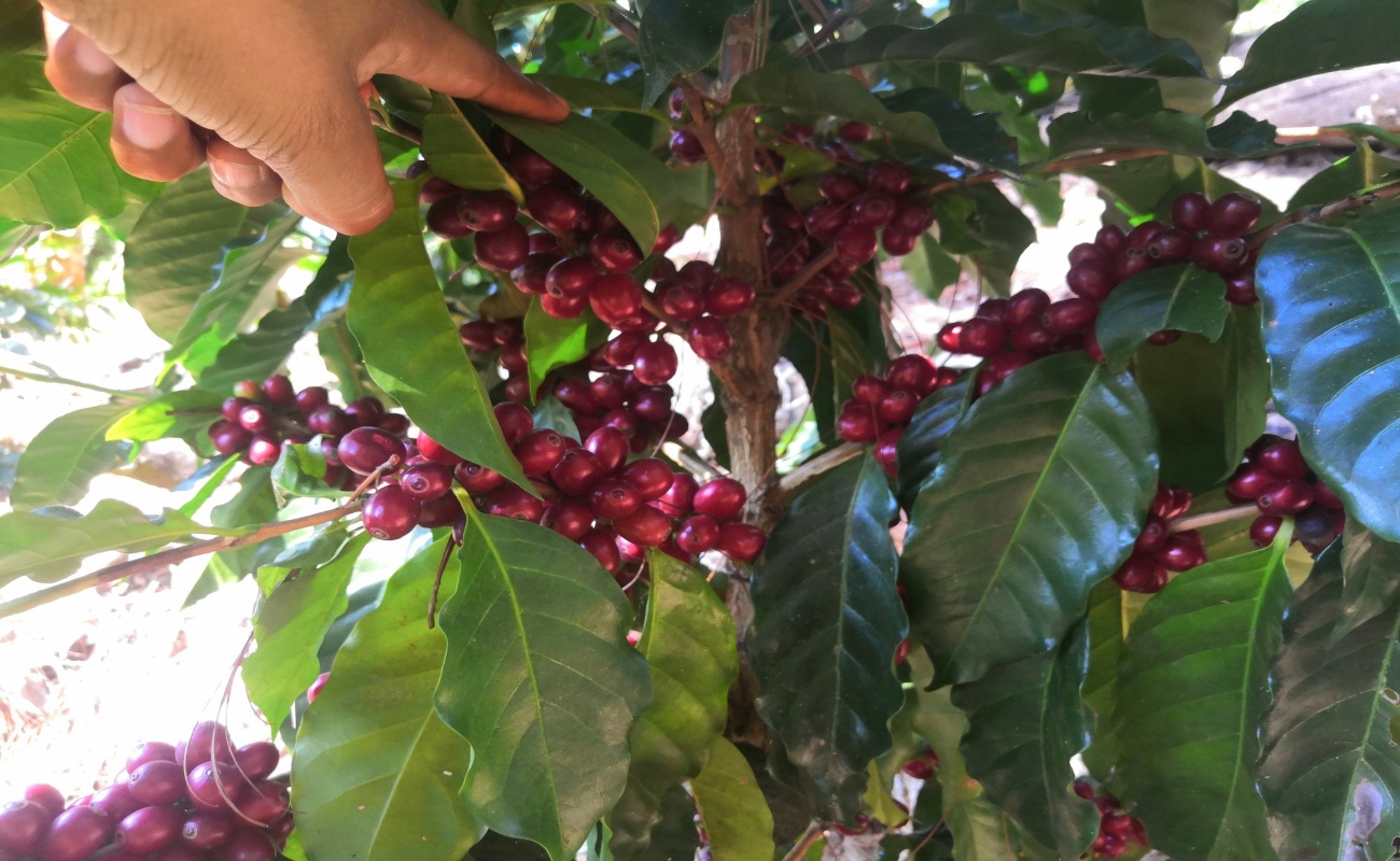 Orientar al mercado del café a condiciones sustentables, justas y competitivas, reto clave