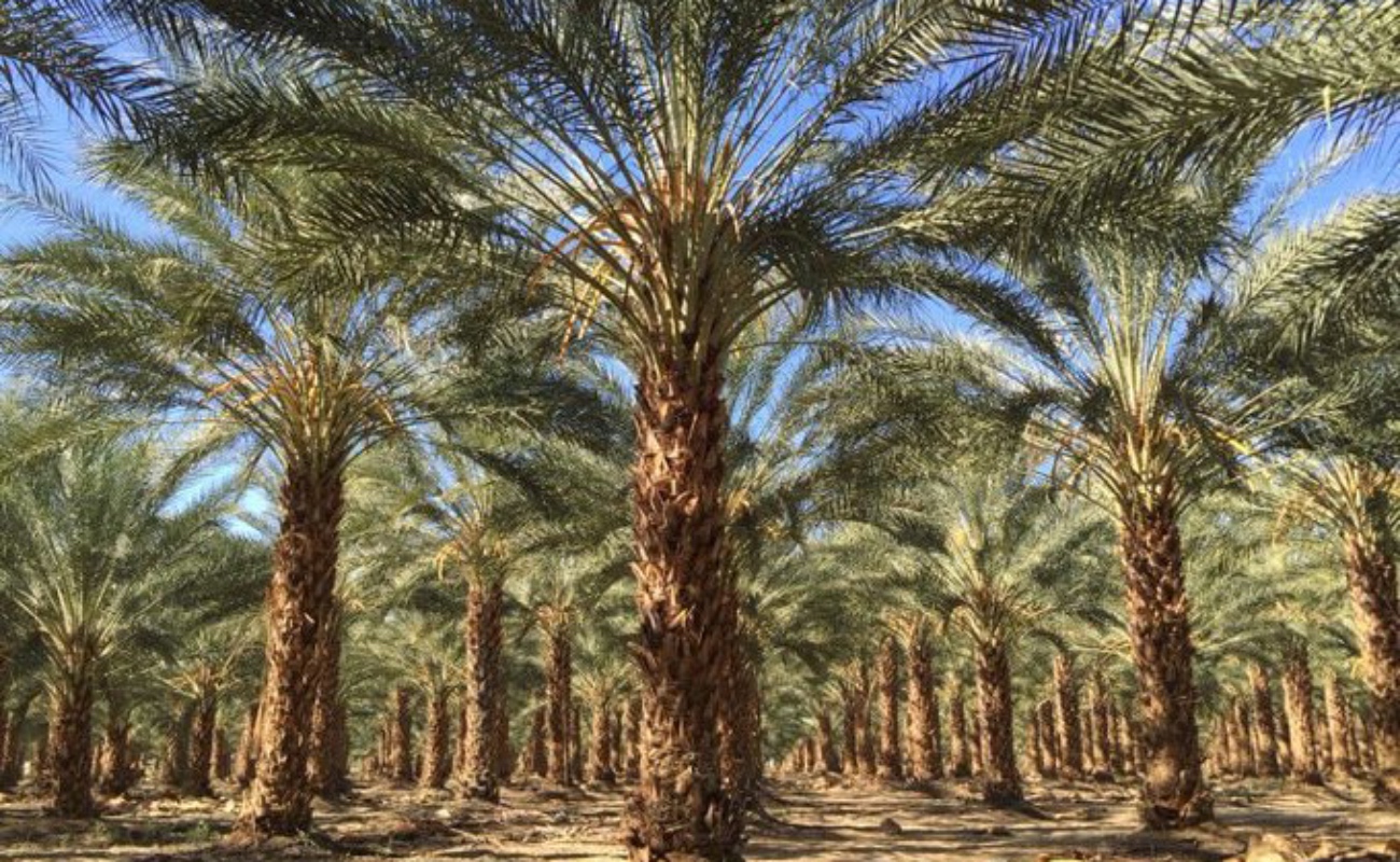 Impulsará Agricultura producción de palma datilera, cultivo estratégico ante los efectos del cambio climático