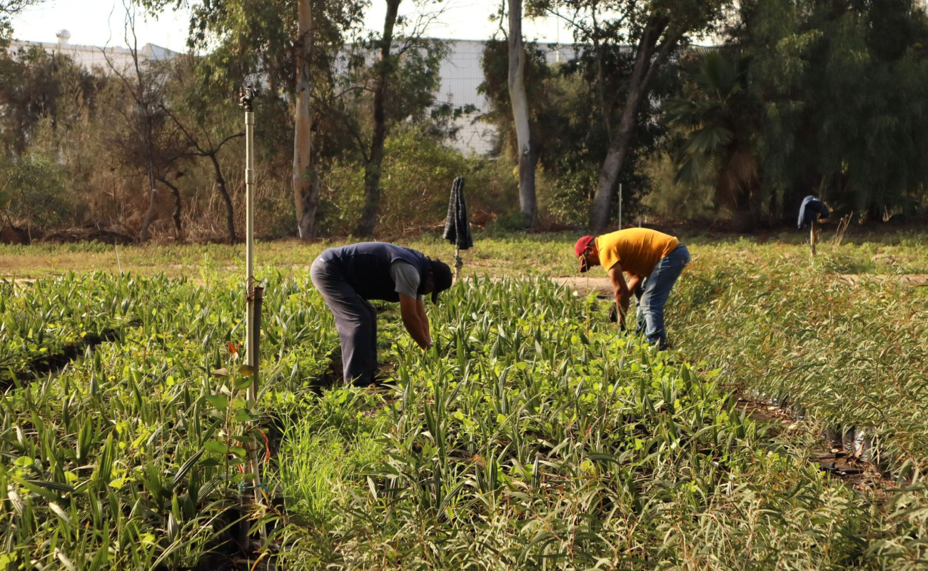 Con 60 mil plantas SIMPATT dará continuidad al programa “Sembrando Vida”