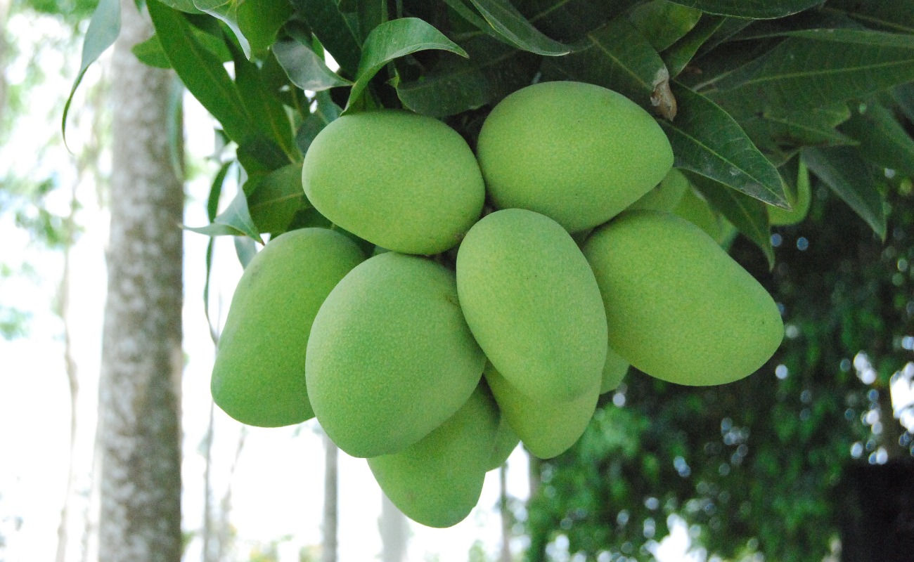 Productores mexicanos baten récord de producción anual de mango en la última década: Agricultura