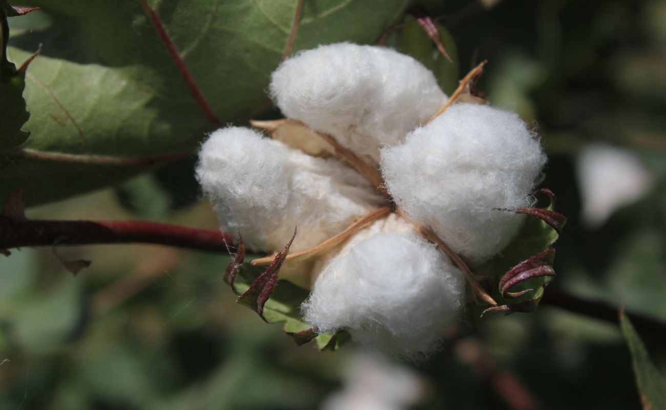 Finaliza cosecha de algodón en el Valle de Mexicali