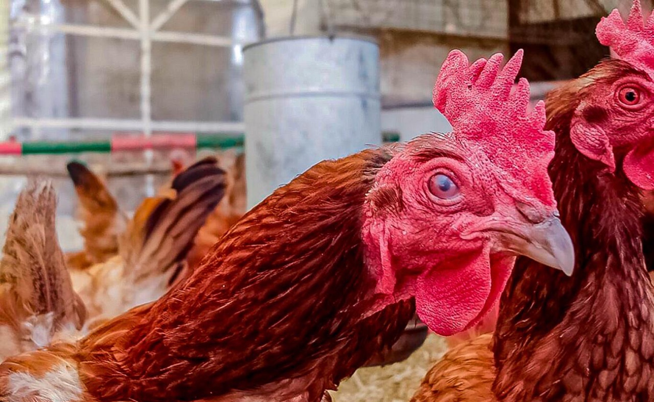 Declara Agricultura a México libre de influenza aviar de alta patogenicidad AH5N2