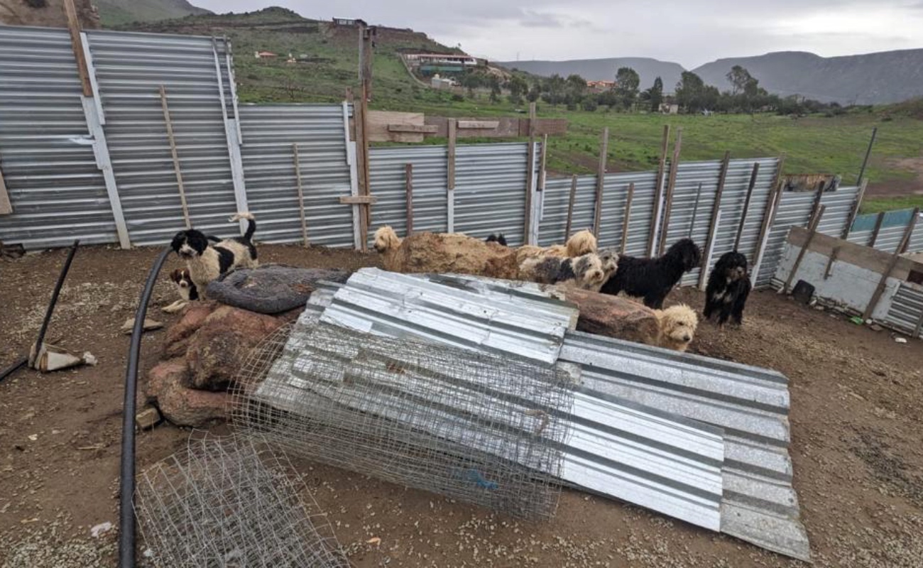 Rescatan a 116 perros en criadero ilegal en La Misión