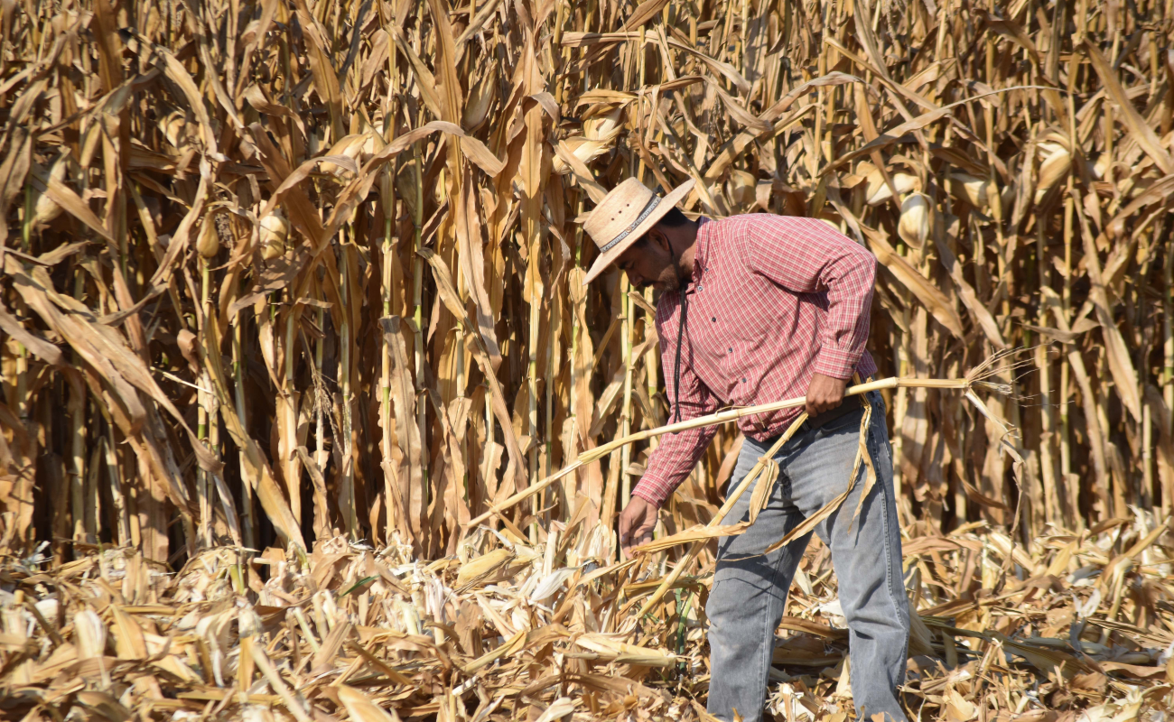 Se incrementa producción de maíz con alternativas de labranza en la Mixteca Poblana