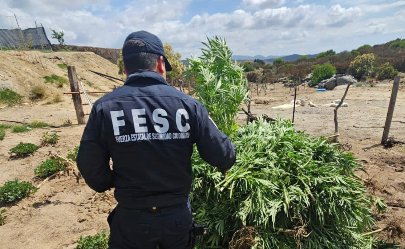 Localiza Fuerza Estatal plantío de marihuana en Tecate