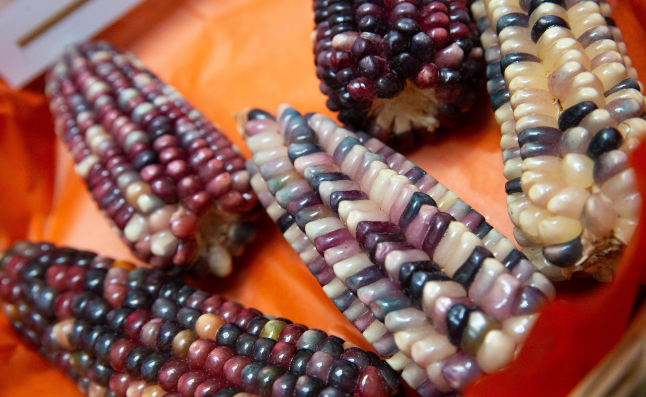 Emprende Agricultura acciones para la preservación y producción de las 64 razas de maíces nativos de México