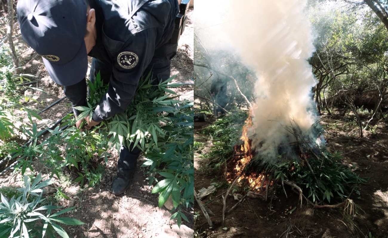 Destruyen más de 51 mil plantas de marihuana en sembradío en Tecate