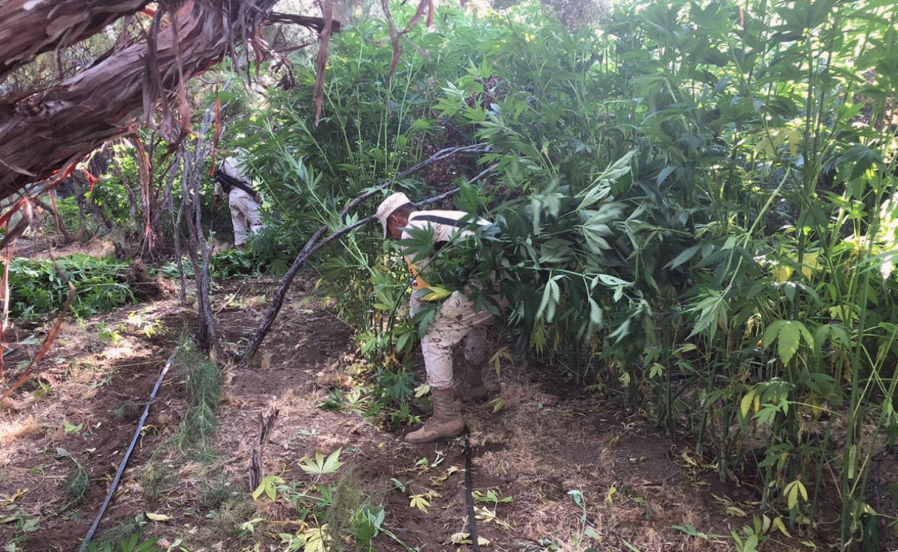Erradican 5 plantíos de marihuana en Valle de la Trinidad