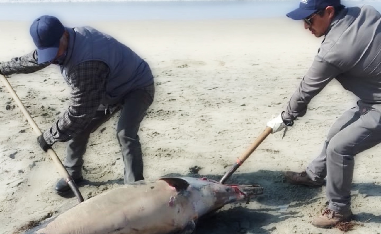 Atienden seis varamientos de mamíferos en playas de Ensenada