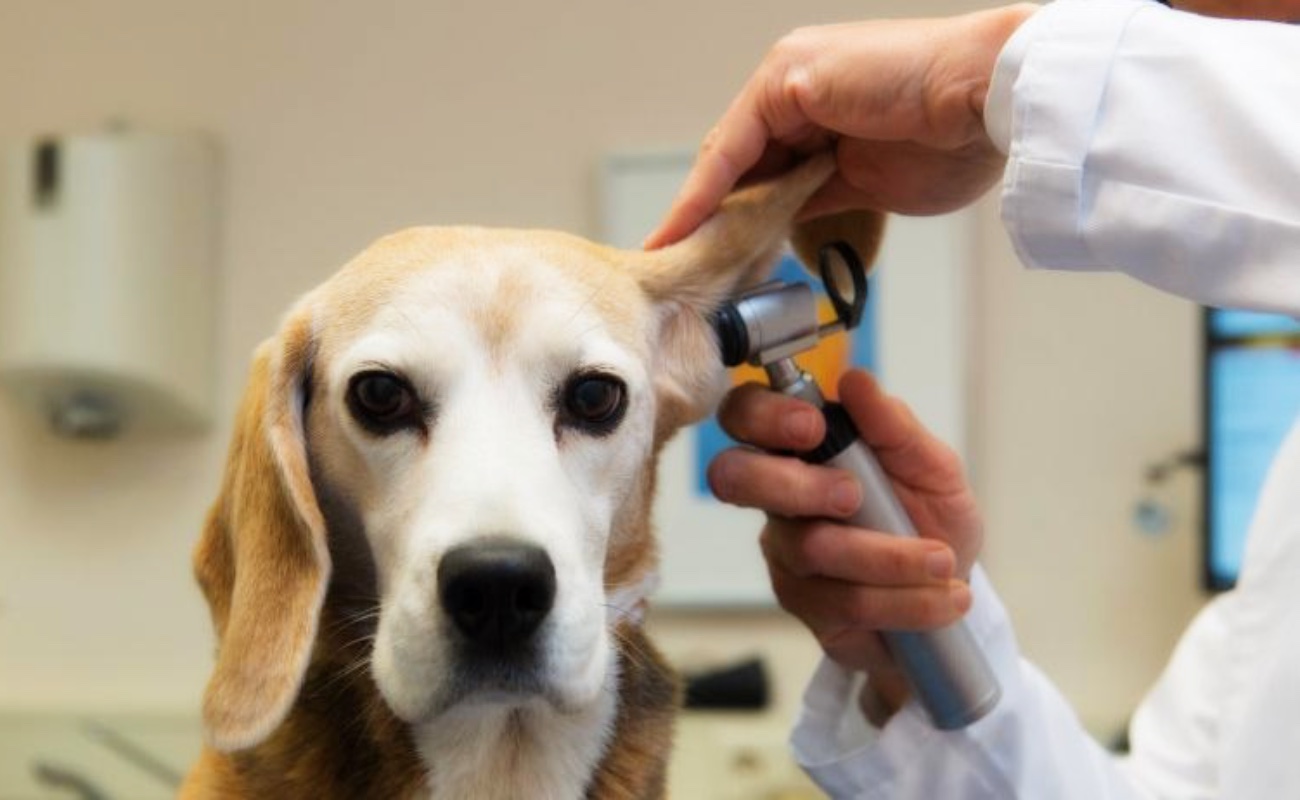Aumentan en 40 por ciento servicios veterinarios durante contingencia sanitaria