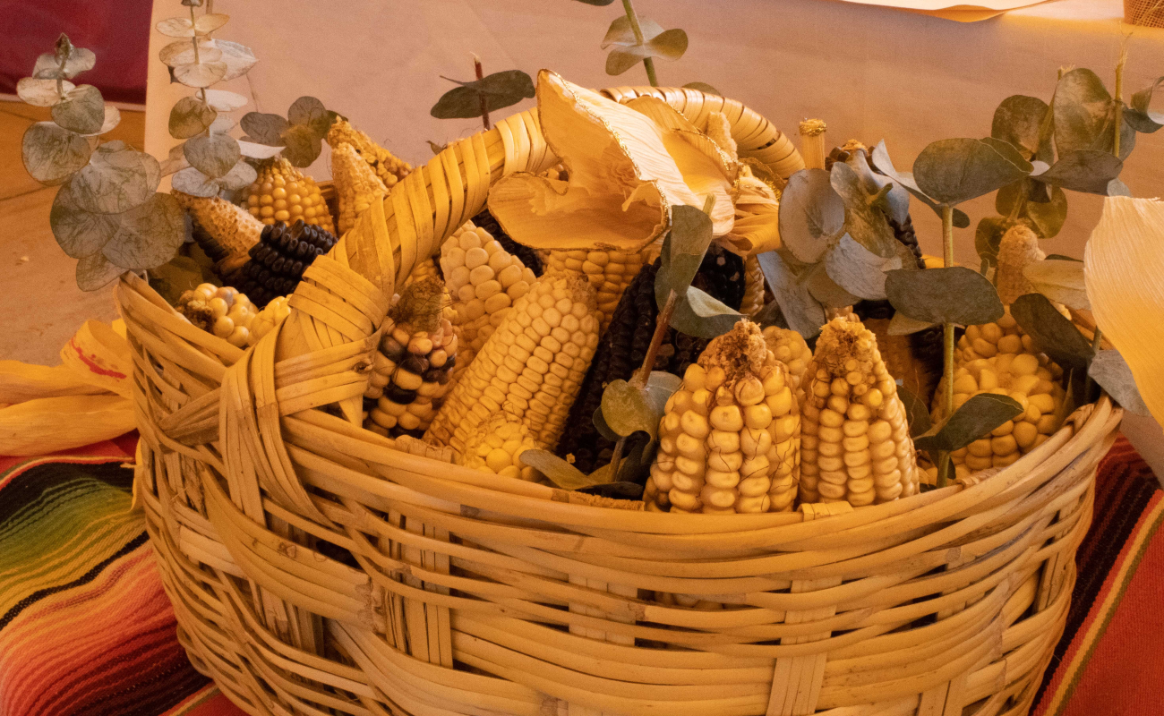 Fomenta Agricultura producción y conservación de maíces nativos