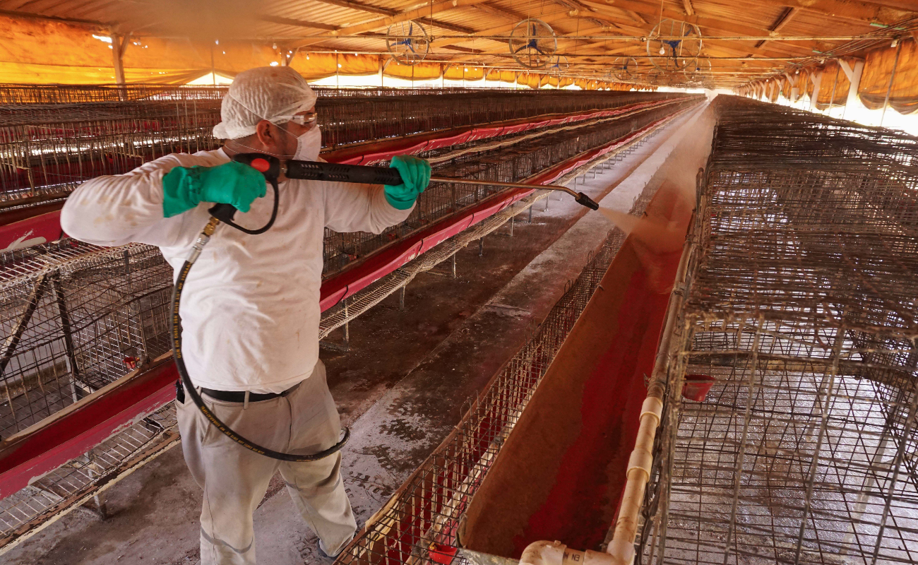 Activa Agricultura Dispositivo Nacional de Emergencia para proteger a la avicultura nacional