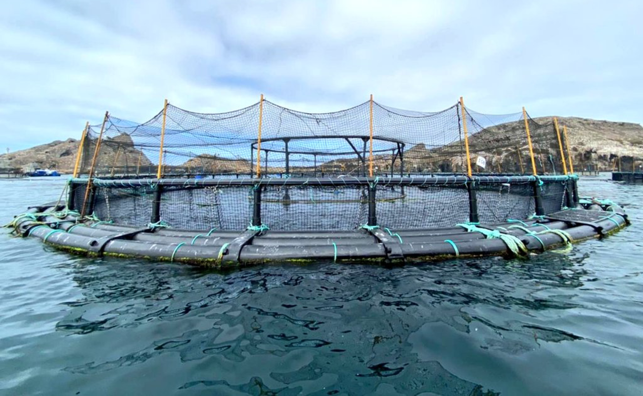 Reconocen potencial acuícola de Baja California
