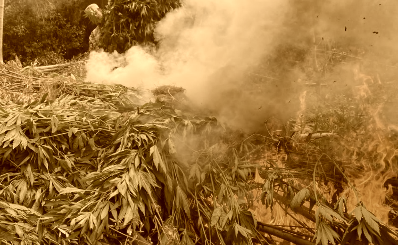 Destruyen una tonelada de marihuana oculta en tambos en el Natura