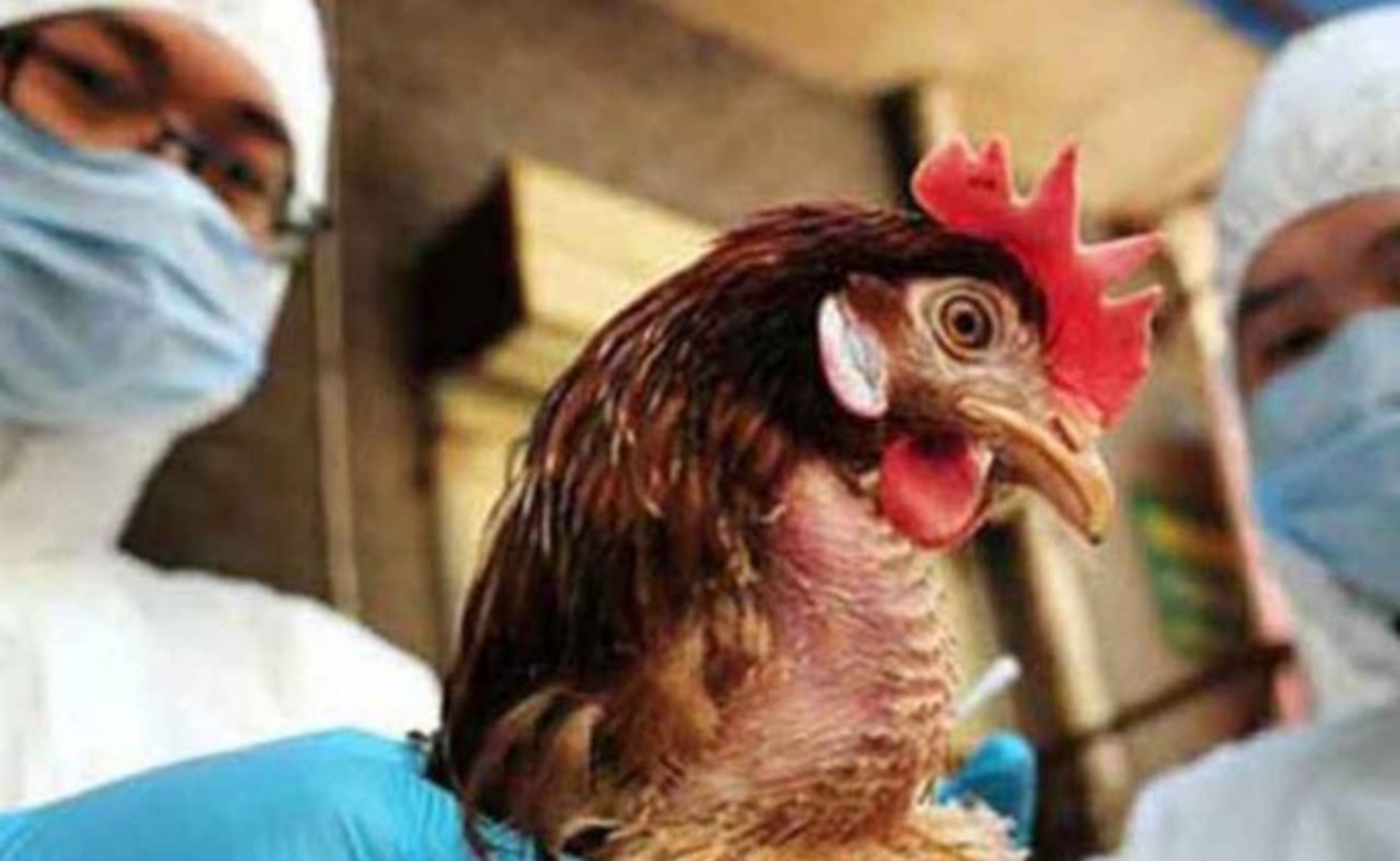 Registra México primer caso de gripe aviar H5N1