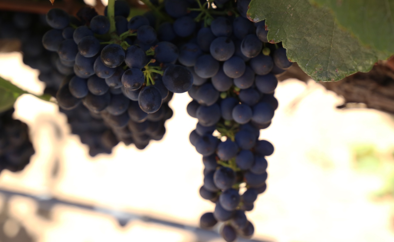 En busca de la identidad química del vino de Baja California