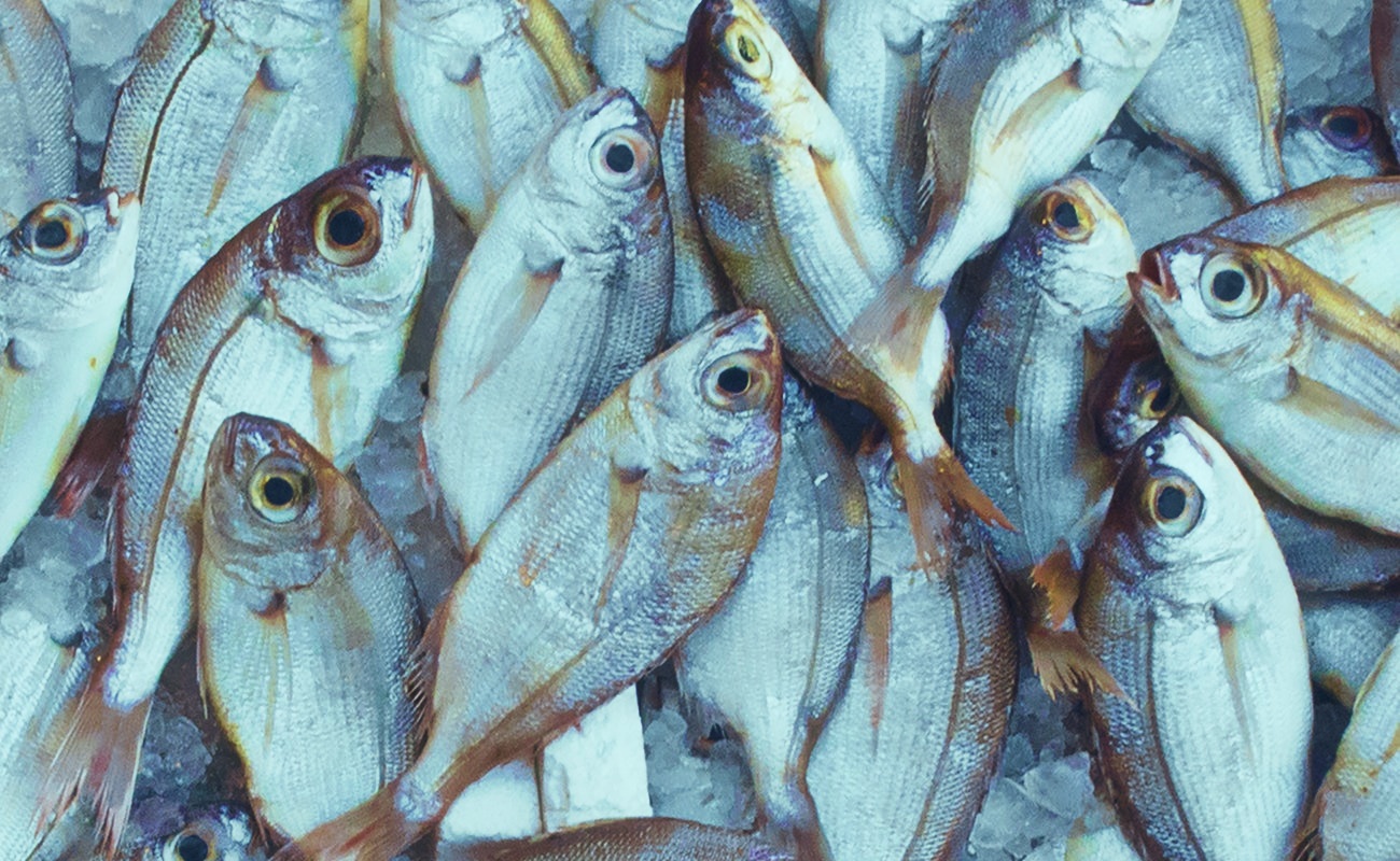 ¿Sigues la Semana Santa al pie de la letra? toma precauciones al consumir pescados y mariscos