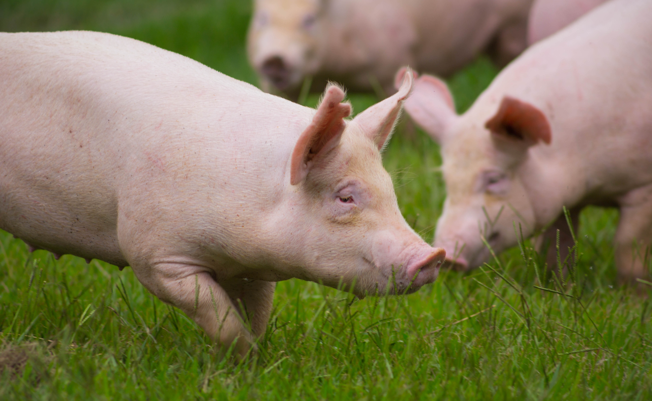 Destaca Agricultura compromiso de porcicultores en la prevención de ingreso de peste porcina africana a México