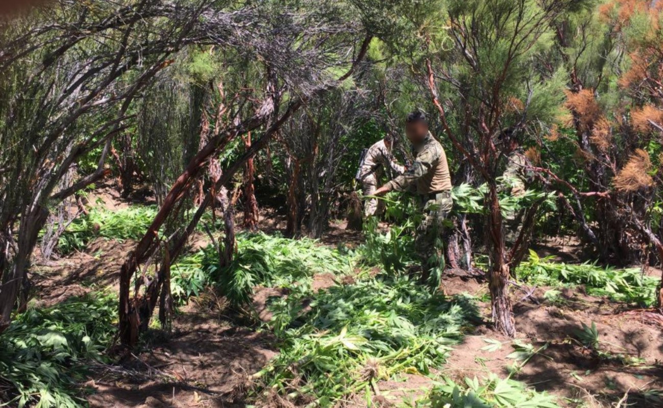Erradican 1.4 hectáreas de marihuana en San Pedro Mártir