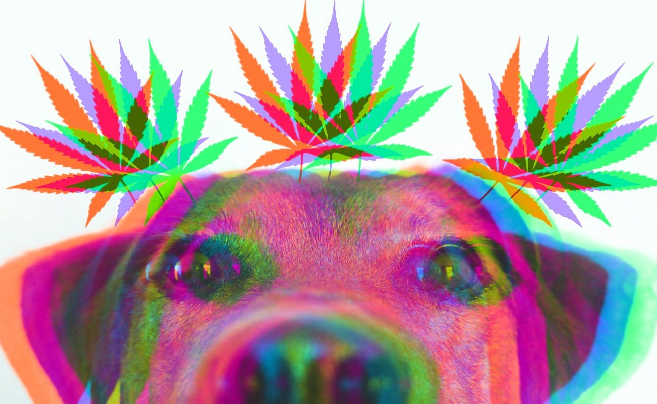 Experimentan con bocadillos de marihuana para tratar salud de perros