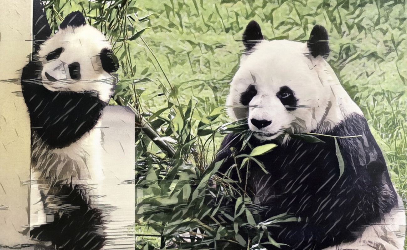 Muere Shuan Shuan, la panda más longeva de México