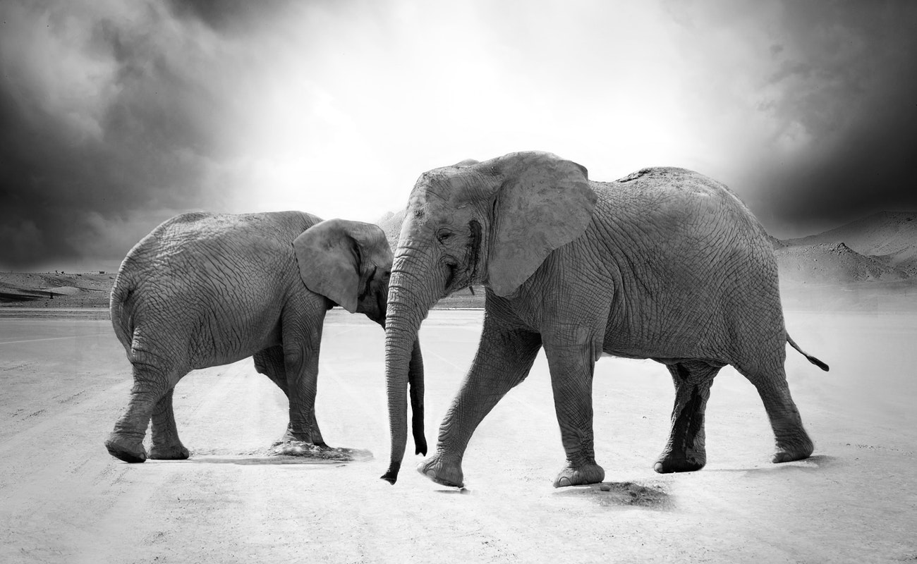 Sequía y hambre matan a 55 elefantes en reserva de Zimbabwe