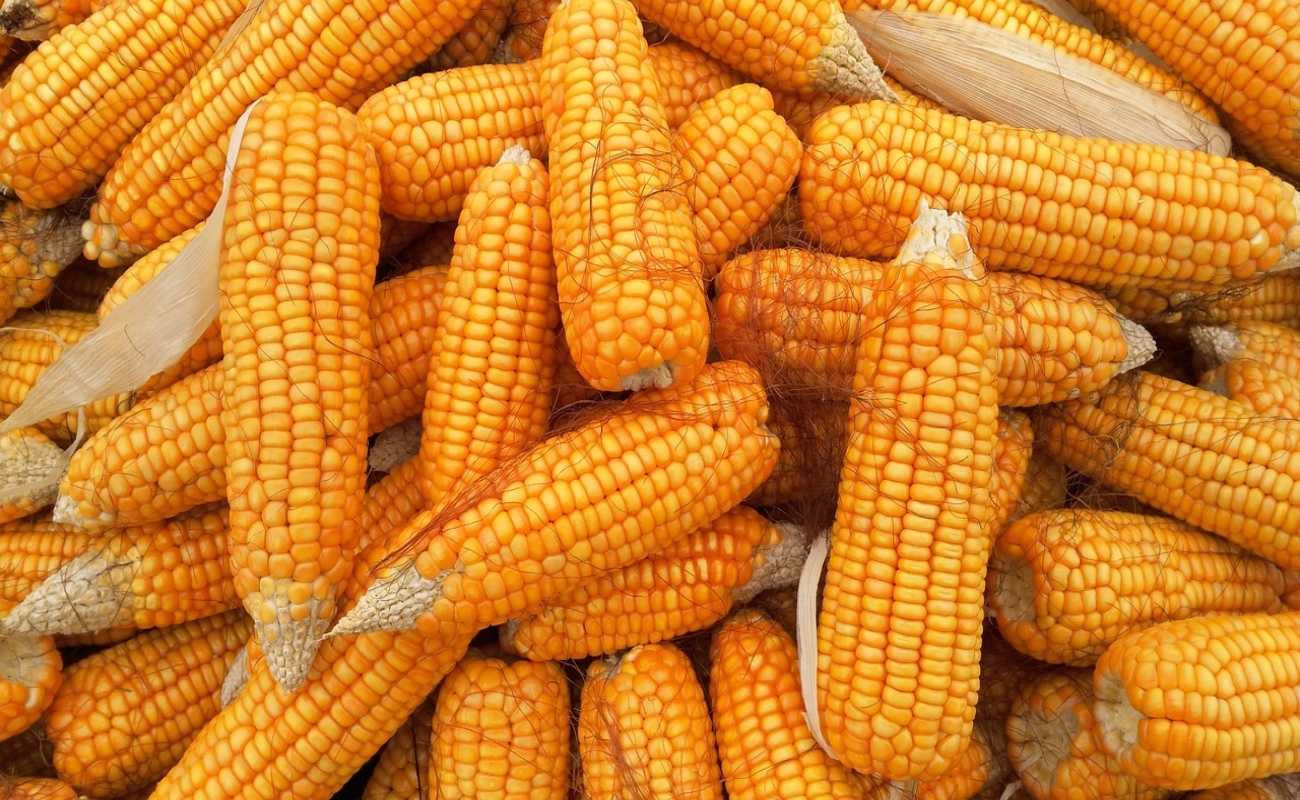 Informa SADERBC sobre precios en mercados de maíz, trigo, algodón y ganado
