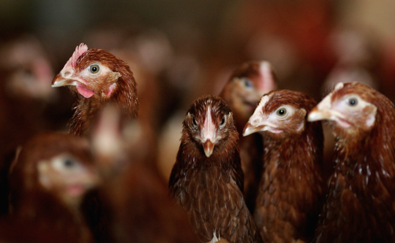 Detectan brotes de gripe aviar H7N3 en México