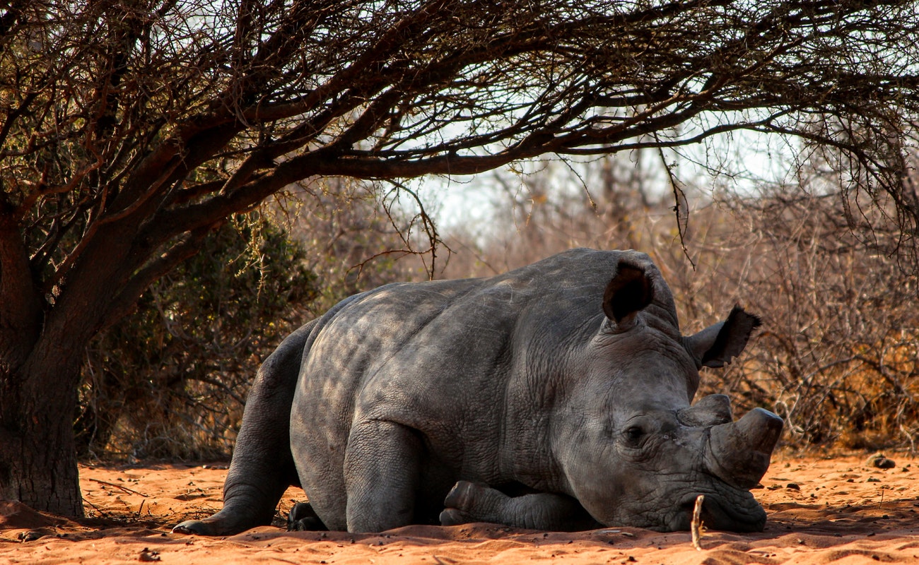 Mueren ocho rinocerontes en peligro de extinción por fallido traslado