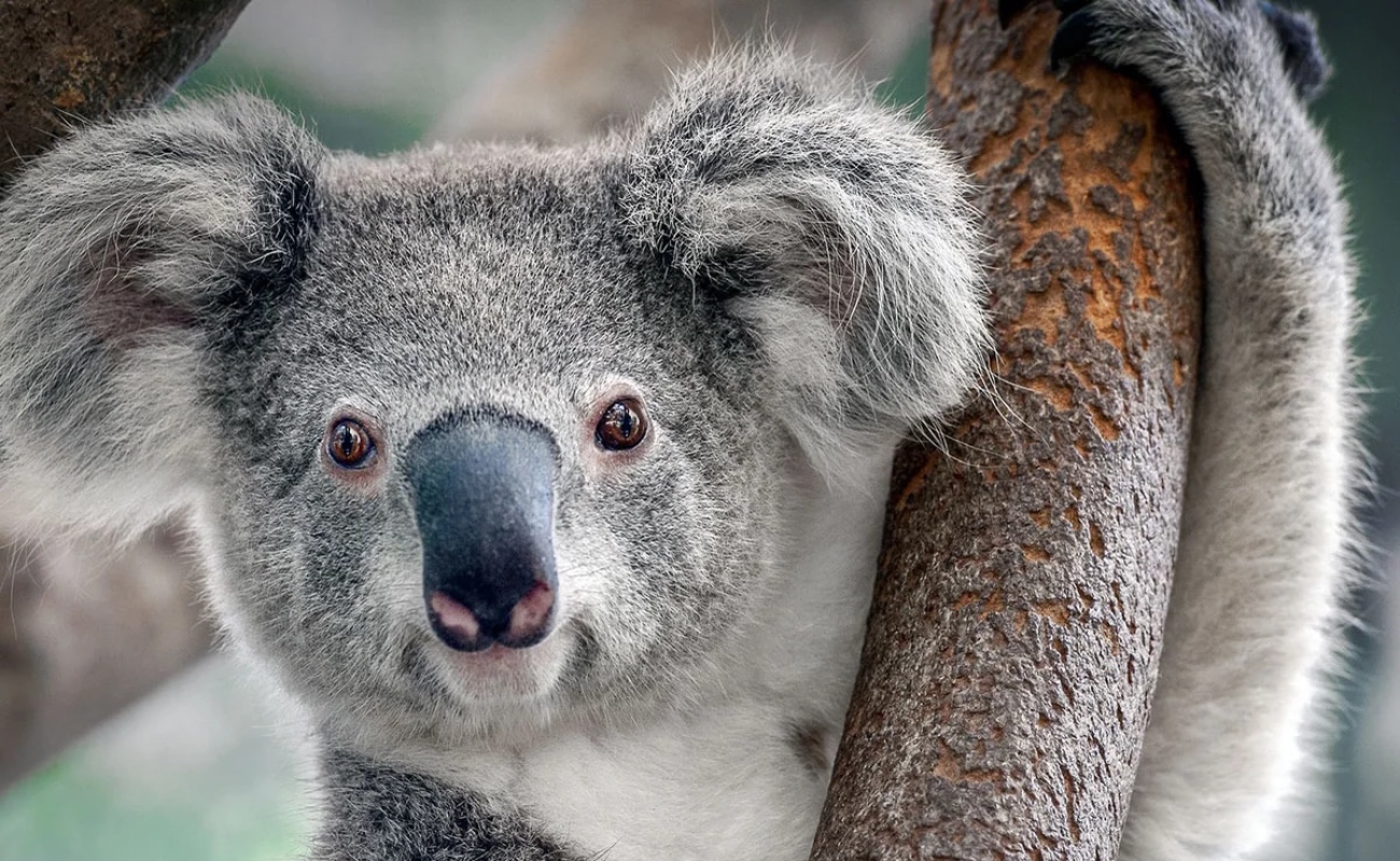 Declara Australia al koala especie en peligro