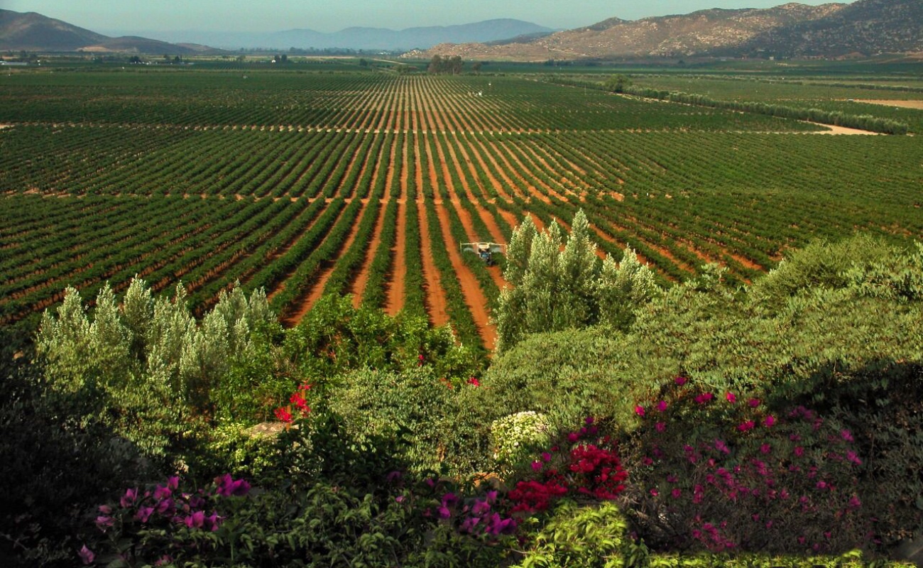 Destaca Valle de Guadalupe entre las 10 mejores regiones vitivinícolas del 2021