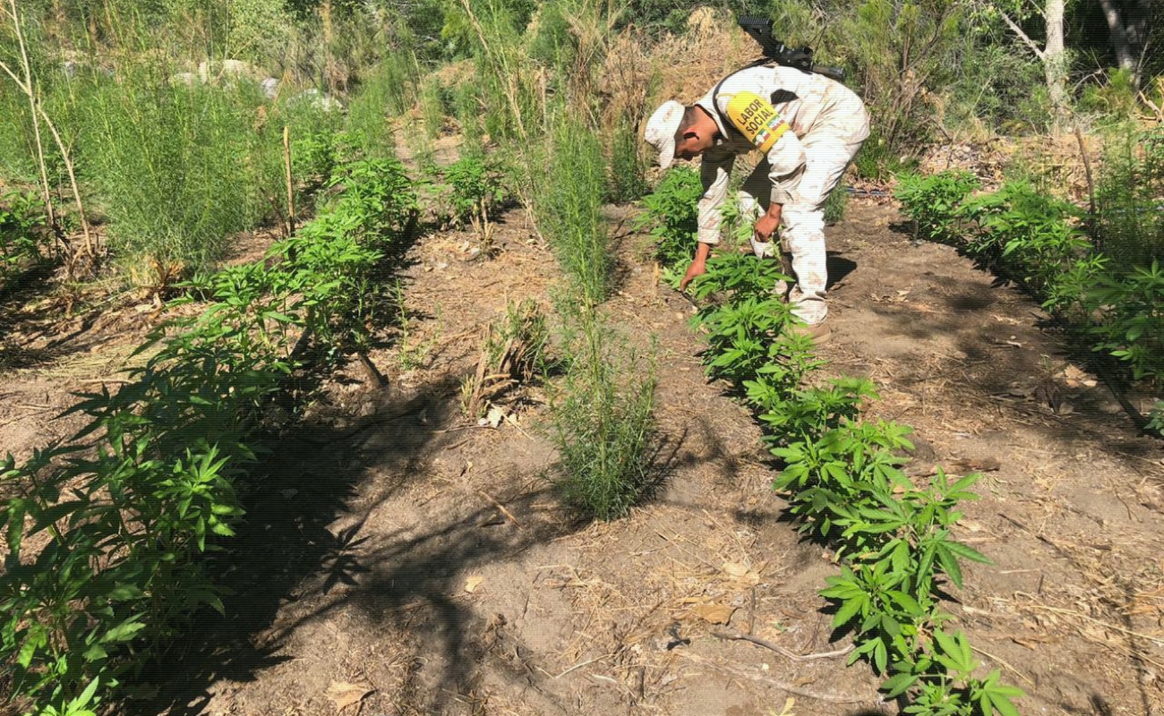 Destruyen dos plantíos de marihuana en Valle de la Trinidad